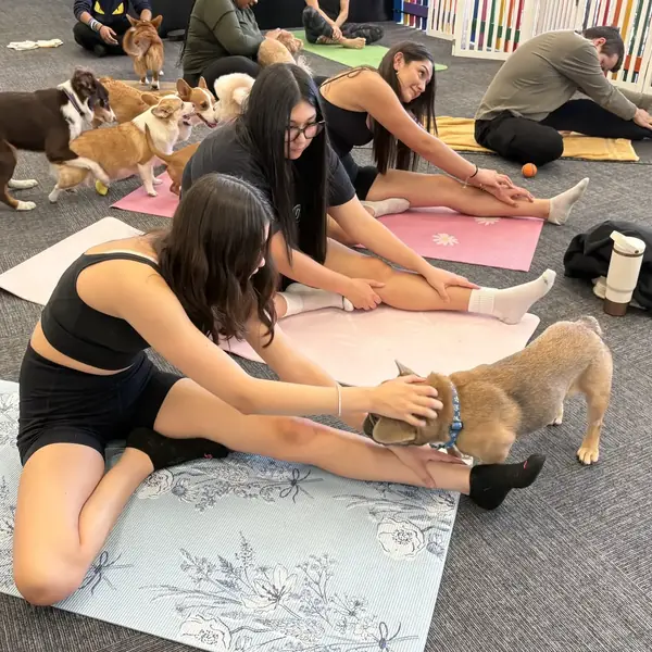 Yoga with puppies at K9 Rox Club